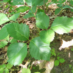 poison-ivy-pic